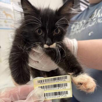 Commander Whiskers -  Domestic Medium Hair Cat for Adoption in Charleston, West Virginia - Commander Whiskers | PetCurious