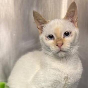 Siamese Cats Available for Adoption - Malachi | PetCurious