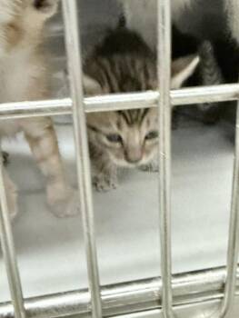 OPI -  Domestic Short Hair Cat for Adoption in Doral, Florida - OPI | PetCurious