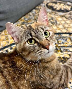 Camelia -  Domestic Short Hair Cat for Adoption in Delson, Quebec - Camelia | PetCurious