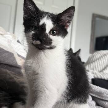 Poe -  Domestic Short Hair Cat for Adoption in Germansville, Pennsylvania - Poe | PetCurious