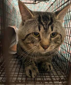 Rescue Domestic Short Hair Cats for Adoption in Marana, Arizona - Saturday | PetCurious