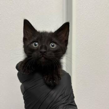 Burnt Toast -  Domestic Short Hair Cat for Adoption in Abilene, Texas - Burnt Toast | PetCurious