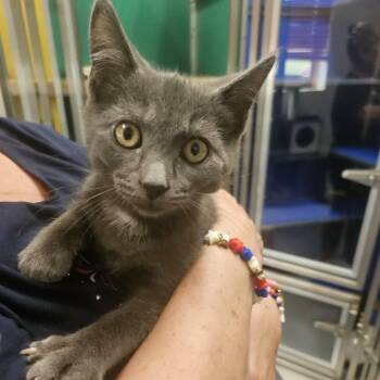 Truffle -  Domestic Short Hair Cat for Adoption in Fall River, Massachusetts - Truffle | PetCurious