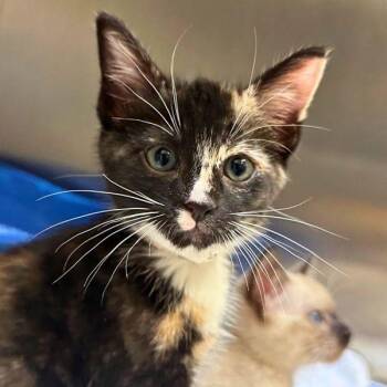 Samshir -  Domestic Short Hair Cat for Adoption in Walnut Creek, California - Samshir | PetCurious