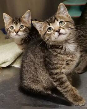 Sandy -  Domestic Short Hair Cat for Adoption in Fishers, Indiana - Sandy | PetCurious