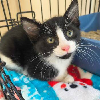 Stinger -  Domestic Short Hair Cat for Adoption in Riverwoods, Illinois - Stinger | PetCurious