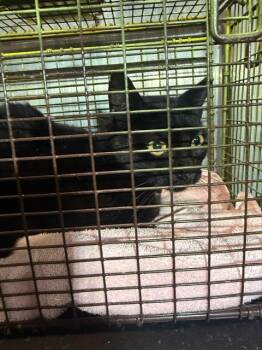 NORA -  Domestic Short Hair Cat for Adoption in San Antonio, Texas - NORA | PetCurious