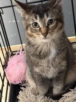 Jessica -  Domestic Short Hair Cat for Adoption in Saint Francisville, Louisiana - Jessica | PetCurious