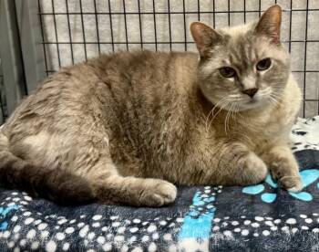 Minnette -  Domestic Medium Hair Cat for Adoption in Centerville, Georgia - Minnette | PetCurious