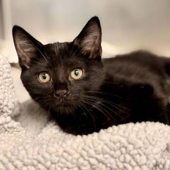 Phoebe -  Domestic Short Hair Cat for Adoption in Stafford Township, New Jersey - Phoebe | PetCurious