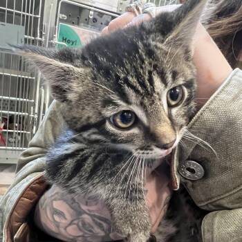 Henry -  Domestic Short Hair Cat for Adoption in Port Townsend, Washington - Henry | PetCurious