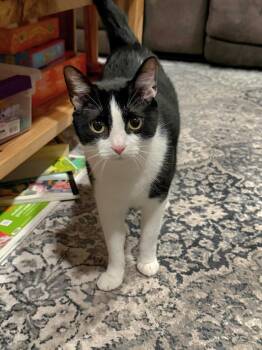 Domestic Short Hair Cats Available for Adoption -  Colt - Bonded Sibling Pair | PetCurious