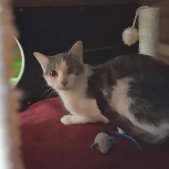 Zoey -  Domestic Short Hair Cat for Adoption in Middlebury, Vermont - Zoey | PetCurious