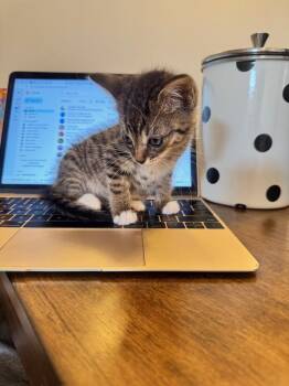 Jane Doe -  Domestic Short Hair Cat Available for Adoption in New York, New York - Jane Doe | PetCurious