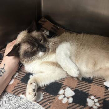 Moira Rose -  Domestic Short Hair and Siamese Cat for Adoption in Titusville, Florida - Moira Rose | PetCurious