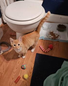 Rescue Domestic Short Hair Cats for Adoption in Sandy Springs, Georgia - Jammie | PetCurious