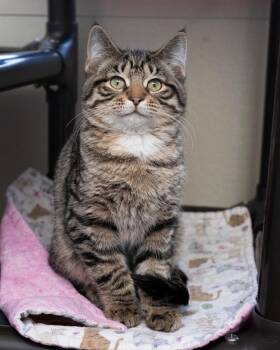 Domestic Short Hair Cats Available for Adoption - Tupac | PetCurious