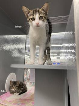 Talia (FCID# 06/22/206 - 29 West Chester PS) -  Tabby Cat for Adoption in Greenville, Delaware - Talia (FCID# 06/22/206 - 29 West Chester PS) | PetCurious