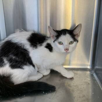 Rescue Domestic Short Hair Cats for Adoption in Washburn, Missouri - Colgate | PetCurious