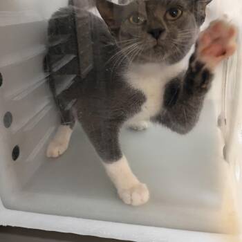 Sizzler 7508 -  Domestic Short Hair Cat for Adoption in Columbus, Georgia - Sizzler 7508 | PetCurious