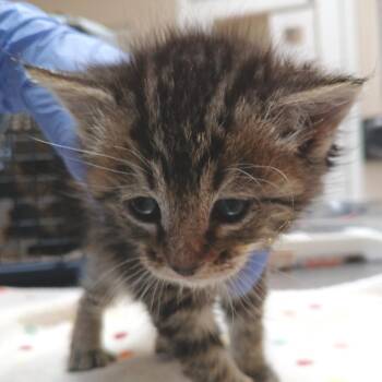 Domestic Medium Hair Cats Available for Adoption - Spice | PetCurious