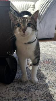Domestic Short Hair Cats Available for Adoption in Clifton, New Jersey - Tiger | PetCurious