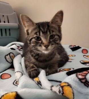 Lotus (no collar) -  Domestic Short Hair Cat for Adoption in Montreal, Quebec - Lotus (no Collar) | PetCurious