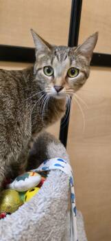Domestic Short Hair Cats Available for Adoption - Olive | PetCurious