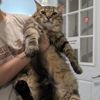 Mack -  Maine Coon and Domestic Long Hair Cat for Adoption in Chanute, Kansas - Mack | PetCurious