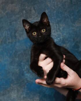 Rescue Domestic Short Hair Cats for Adoption in Rock Falls, Illinois - Tiana | PetCurious