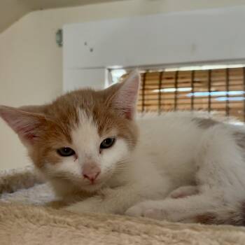 Rescue Domestic Short Hair Cats for Adoption in La Crescent, Minnesota - BEAN | PetCurious