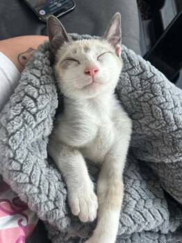 Goob -  Siamese Cat for Adoption in Kemp, Texas - Goob | PetCurious