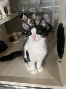 Whiskey -  Domestic Short Hair Cat for Adoption in Hammond, Louisiana - Whiskey | PetCurious