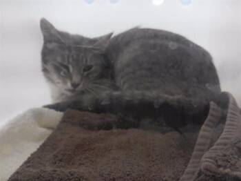 BETTY -  Domestic Short Hair Cat Available for Adoption in Omaha, Nebraska - BETTY | PetCurious