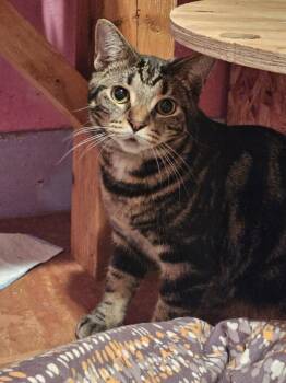 Heiress -  Domestic Short Hair Cat for Adoption in Adrian, Michigan - Heiress | PetCurious