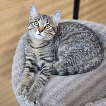 Gordie (bonded with Milo) -  Domestic Short Hair Cat for Adoption in Pickering, Ontario - Gordie (bonded With Milo) | PetCurious