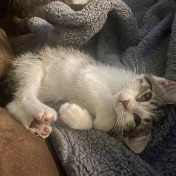 Kat -  Domestic Short Hair Cat for Adoption in South Haven, Michigan - Kat | PetCurious