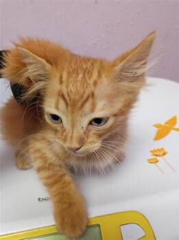 61388911 -  Domestic Short Hair Cat for Adoption in El Paso, Texas - 61388911 | PetCurious