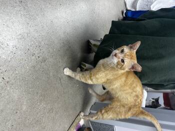 Boy Catherine -  Domestic Short Hair Cat for Adoption in Morristown, New Jersey - Boy Catherine | PetCurious