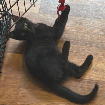 Rocky -  Domestic Short Hair Cat for Adoption in Traverse City, Michigan - Rocky | PetCurious