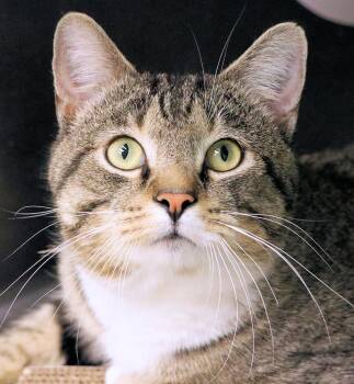 Sherman -  Domestic Short Hair Cat for Adoption in Cincinnati, Ohio - Sherman | PetCurious