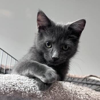 Ozzie -  Russian Blue and Domestic Short Hair Cat for Adoption in Lombard, Illinois - Ozzie | PetCurious