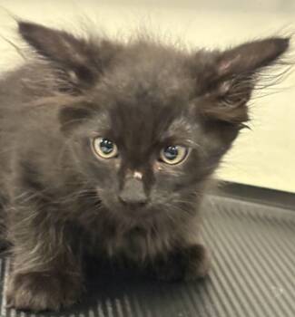 Rescue Domestic Medium Hair Cats for Adoption in Napa, California - Sarge | PetCurious