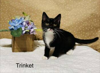 Domestic Short Hair Cats Available for Adoption in Groveland, Massachusetts - Trinket | PetCurious