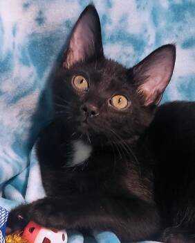 Domestic Short Hair Cats Available for Adoption - Mardi Gras | PetCurious