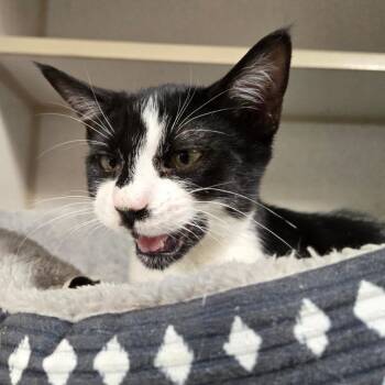 Domestic Short Hair Cats Available for Adoption in Leander, Texas - Samhain | PetCurious