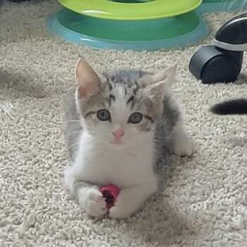 Owens -  Domestic Short Hair Cat for Adoption in Hedgesville, West Virginia - Owens | PetCurious