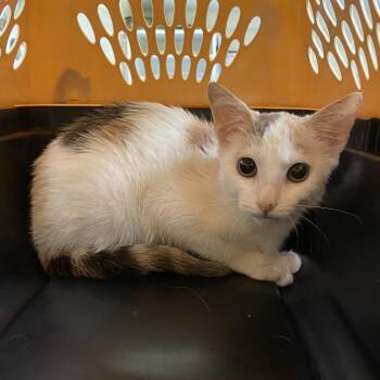 Chewy -  Domestic Short Hair Cat for Adoption in Lynchburg, Virginia - Chewy | PetCurious