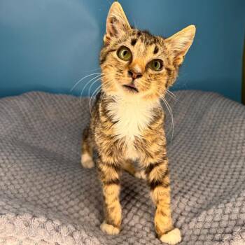 Domestic Short Hair Cats Available for Adoption - Greasy Gracie | PetCurious